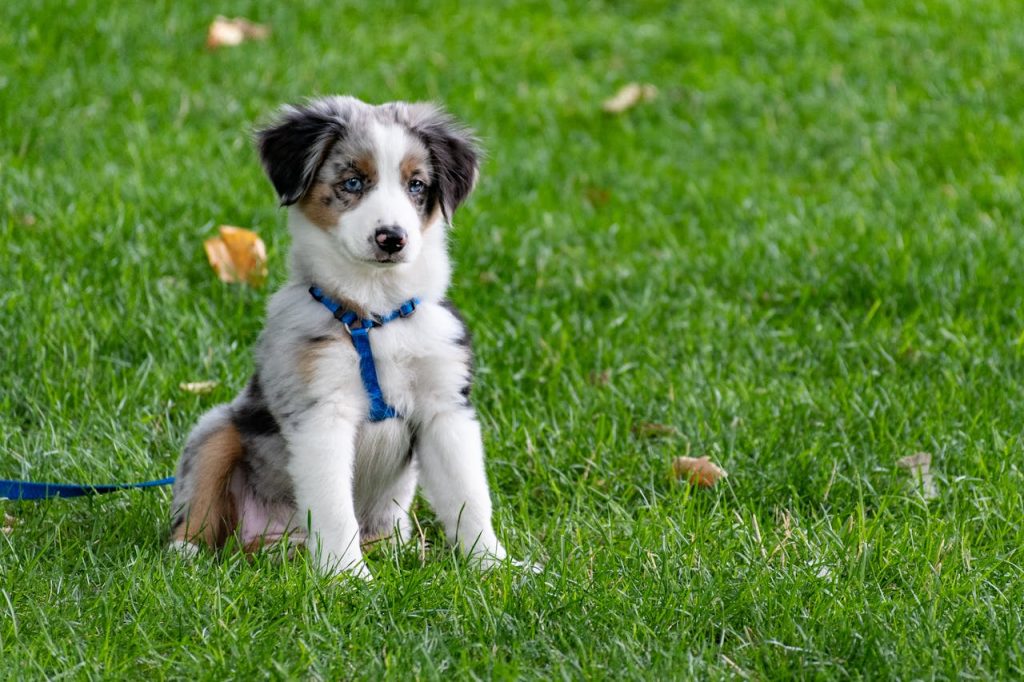 Allevamento Australian Shepherd a Cecina
